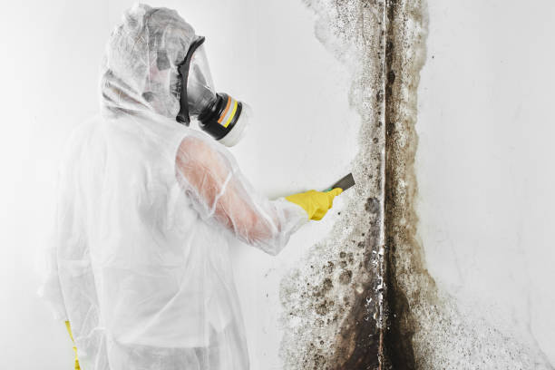 Reliable Thomas, OK Mold Removal Solutions