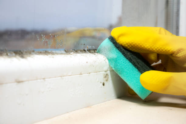 Best Mold Remediation  in Thomas, OK