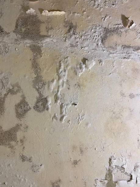 Mold Removal Process in Thomas, OK