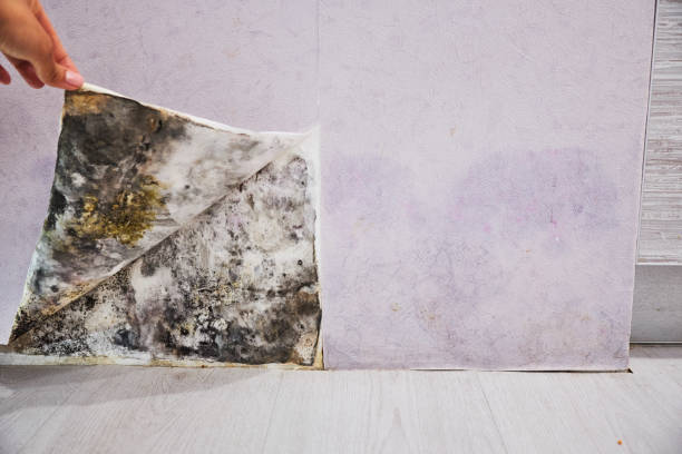 Best Certified Mold Removal  in Thomas, OK